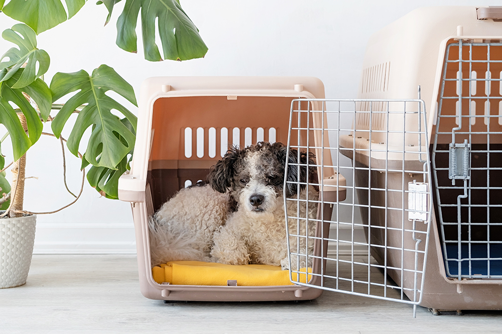 Dog Travel Essentials: Making Every Adventure Stress-Free